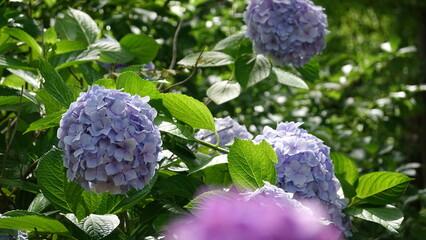 美しいアジサイの花