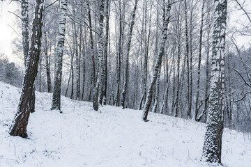 Fototapeta premium Birch grove after a snowfall on a winter cloudy day. Birch branches covered with snow.