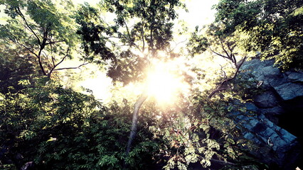 Obraz premium Bright rays of sunlight break through dense trees in a tranquil forest setting. The greenery is vibrant, creating a peaceful atmosphere filled with natures beauty.