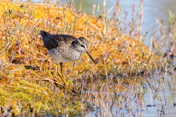 Wood sandpiper