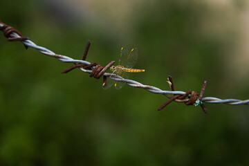 A dragon fly on a branch