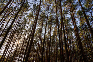 Low angle view of tall pine trees with sunny sky creating sun star. Nature forest background for outdoor exploration and environment concept. Natural scenic view for wallpaper design.