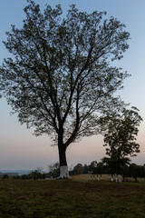 lonely tree on a foggy morning