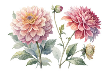Obraz premium Dahlia Watercolor Illustration for Floral Art