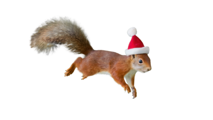 Cute red squirrel wearing a santa hat jumping in mid air isolated on transparent background