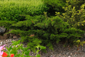 Ornamental Garden plant composition. Physocarpus opulifolius, ninebark, Spiraea and Cypress Juniper. Frontyard Walkway. Landscape design modern trend. Natural stones, gravel path. Landscaping backyard