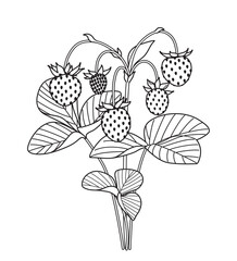 Black and White Outline Drawing  Wild Strawberry