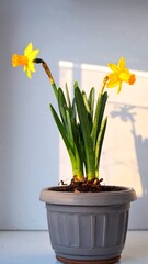 Two yellow daffodils in a gray pot, sunlit