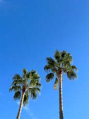 Obraz premium palm trees against blue sky