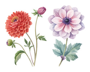 Obraz premium Dahlia and Anemone Watercolor Clipart Collection isolated on white background