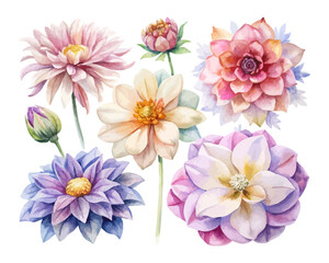 Fototapeta premium Dahlia and Anemone Watercolor Clipart Collection vector illustration