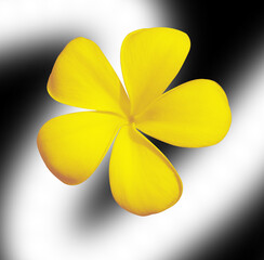 Plumeria isolated on black background.