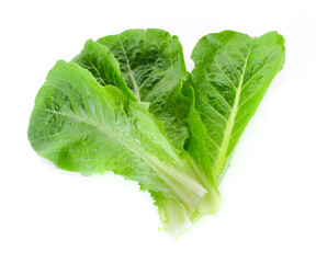 Cos Lettuce isolated on white background.