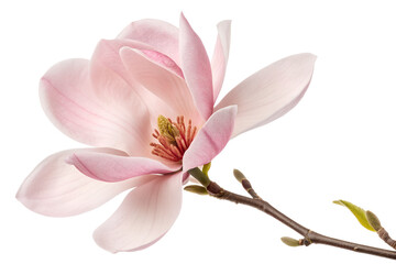 Obraz premium Pale Pink Magnolia Flower on Branch - on Transparent Background
