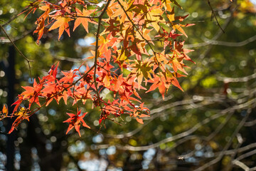 秋の陽射しに照らされる赤いもみじの葉