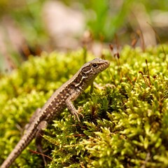 Obraz premium Lizard on mossy ground
