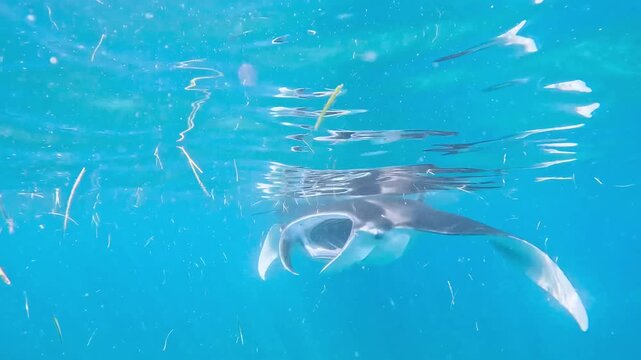Giant manta ray gliding past in vibrant turquoise sea, Maldives