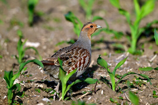 Rebhuhn // Grey partridge (Perdix perdix) - Vogel des Jahres 2026