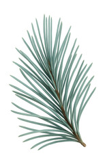 Fototapeta premium Soft, flexible cluster of eastern white pine needles with a bluish hue.