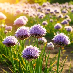 Vibrant purple flowers in a field
