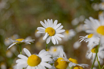 Close-Up of White Daisy Flowers