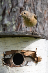 Common redstart