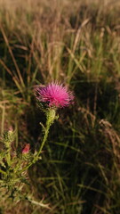 Ostropest plamisty, oset, roślina o fioletowym kwiatostanie © tomo81