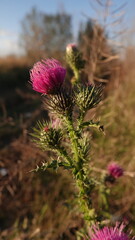 Ostropest plamisty, oset, roślina o fioletowym kwiatostanie © tomo81