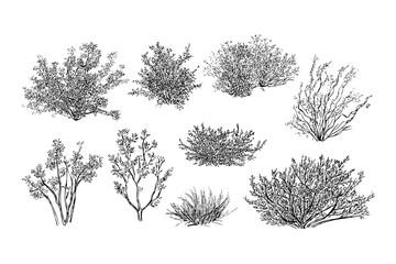 Fototapeta premium Hand drawn green bush plant collection. Detailed garden park outdoor foliage flora nature sketch elements.