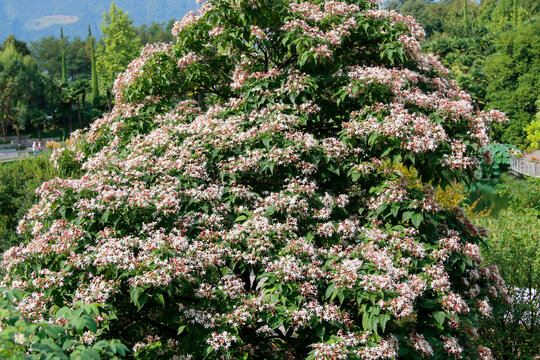 Jasmin Busch mit vielen Bl&uuml;ten 
