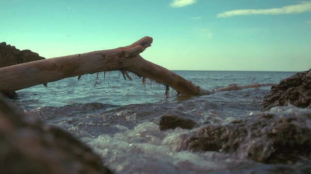 Baum im Wasser an K&uuml;ste von Kroatien in der Adria