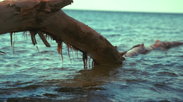 Baum im Wasser an K&uuml;ste von Kroatien in der Adria