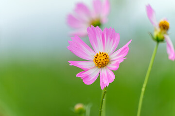 Obraz premium 秋風に揺れるピンクのコスモスの花