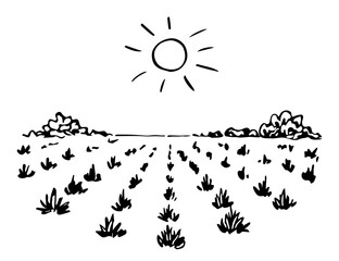 Farm fields, agave plantations, growing plants. Tequila production, mezcal, alcoholic drink. Sun in the sky, rows of bushes. Hand drawn vector drawing with black outline.