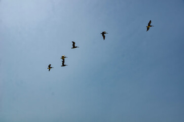 Los Angeles, California, beach Group of brown pelicans flying in V formation against clear blue sky on a sunny day