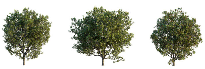 Acer monspessulanum  tree cutout, front view, transparent background, isolate, Lush green trees ready for creative outdoor scene design and composition