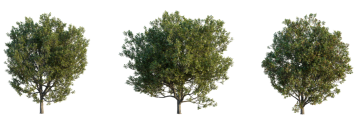 Acer monspessulanum  tree cutout, front view, transparent background, isolate, Lush green trees ready for creative outdoor scene design and composition