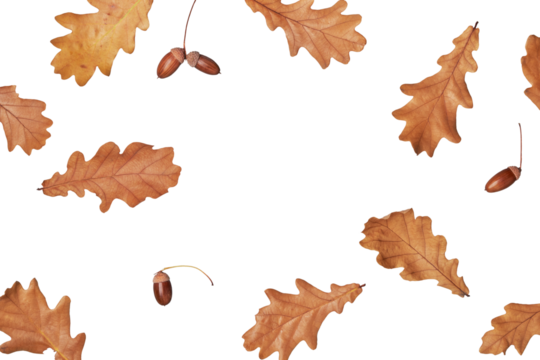 Autumn oak leaves and acorns laid out  on transparent background