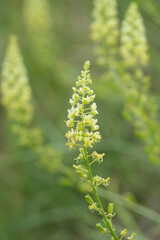Closeup on yellow flowering wild or  yellow mignonette wildflower, Reseda lutea