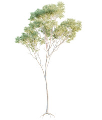 Eucalyptus  tree cutout, front view, transparent background, isolate, Elegant bare tree with delicate branches and light green foliage