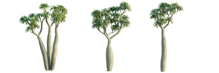 Madagascar palm  tree cutout, front view, transparent background, isolate, Unique spiny succulent...