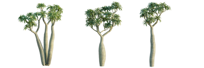 Madagascar palm  tree cutout, front view, transparent background, isolate, Unique spiny succulent trees evoke exotic desert and arid landscapes
