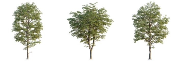 Populus maximowiczii  tree cutout, front view, transparent background, isolate, Vibrant green trees with detailed bark and lush foliage