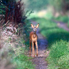deer in the woods