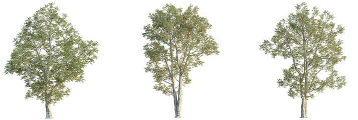 Quercus laevis  tree cutout, front view, transparent background, isolate, Realistic Birch Trees...