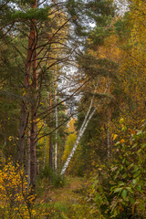 Autumn forest landscape with birches and pines.