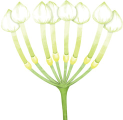 Watercolor Gardenia Flower Cluster