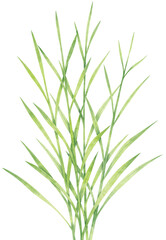 Watercolor Bermuda Grass Cluster