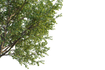 Acer pictum tree corner view, cutout, transparent background, isolate, Vibrant green tree branches with detailed bark and leaves in sunlight