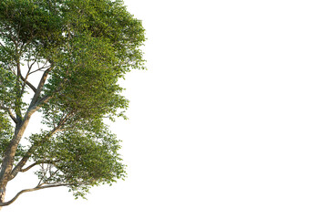 Ulmus lamellosa tree corner view, cutout, transparent background, isolate, Lush green tree branches with vibrant leaves, perfect for nature scenes